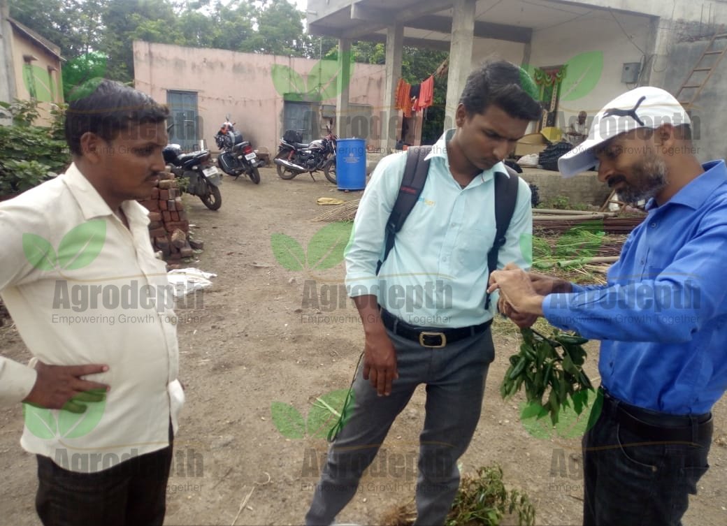 Capsicum Disease Checking by Agrodepth-1