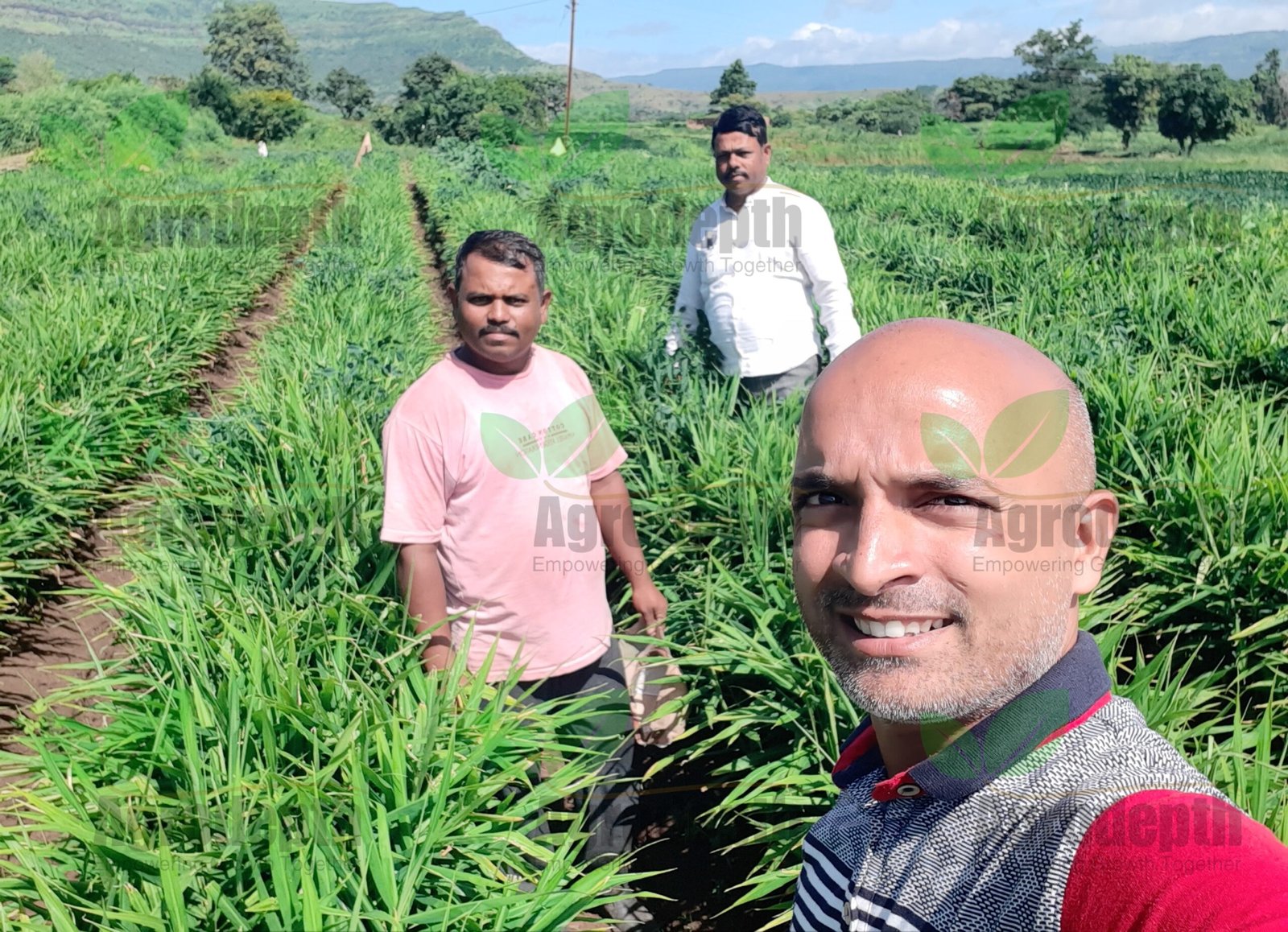 Ginger Plot Consulted by Agrodepth-1