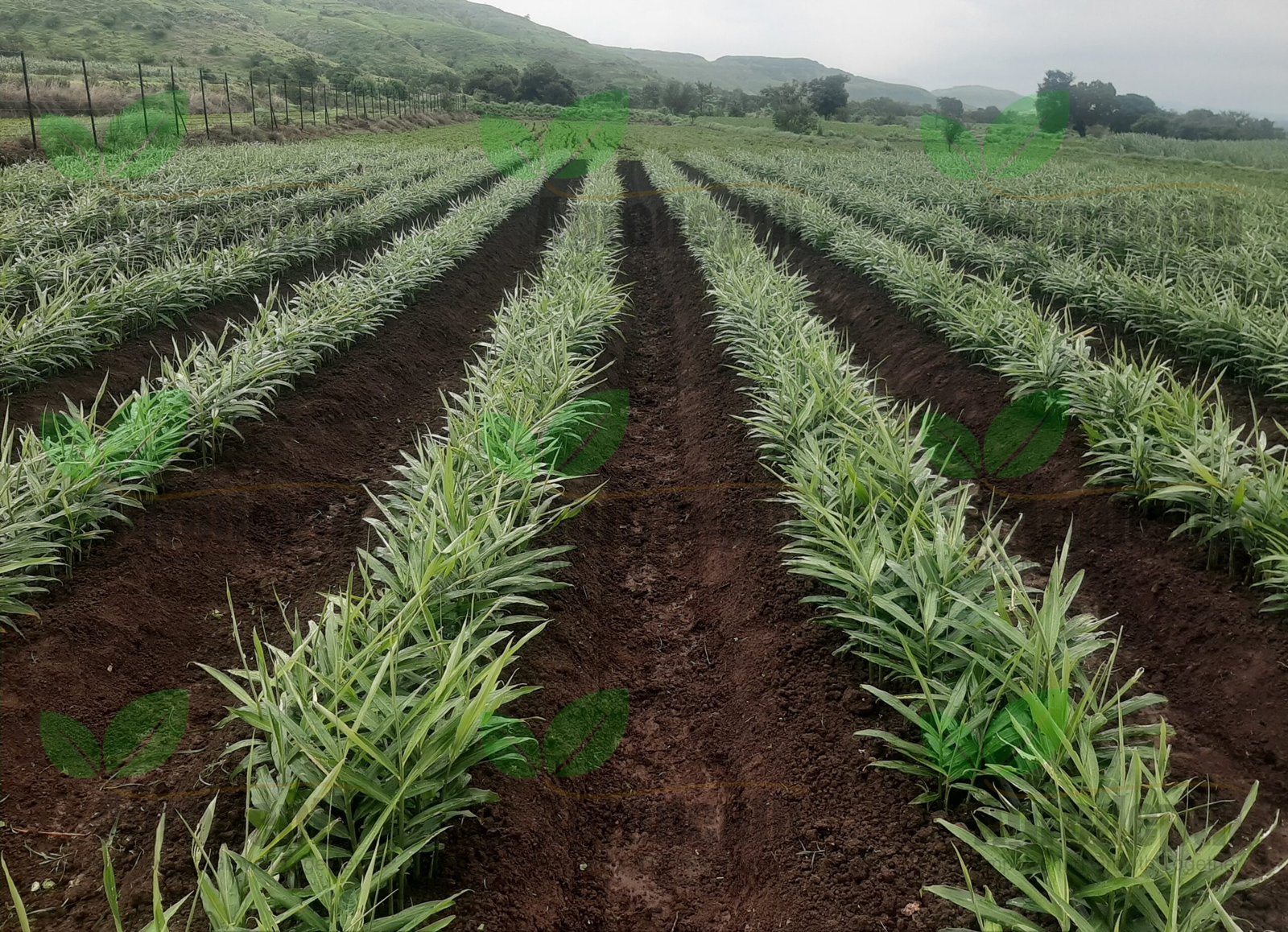 Ginger Plot Consulted by Agrodepth1-1